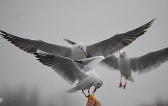 昆明滇池遊客雨中邂逅紅嘴鷗