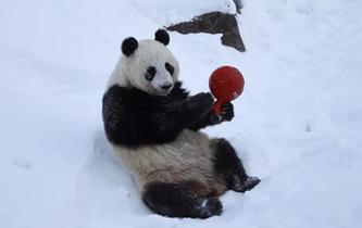 旅芬大熊貓適應新環境
