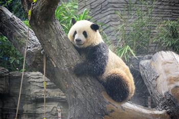 北京動物園：大熊貓淋浴享清涼