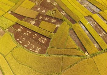 雲南廣南：金秋田野稻谷豐收
