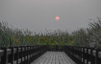 杭州湾湿地的落日秋韵