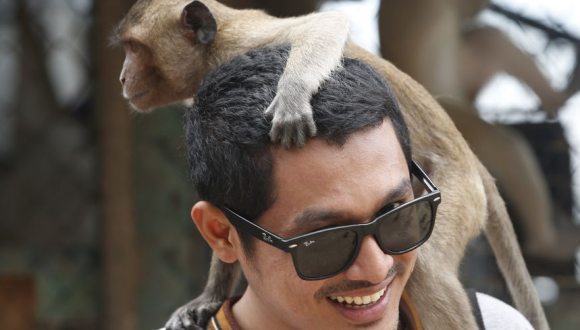 泰国对大批猴子实施强制绝育 控制数量防扰民