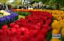 荷兰：郁金香花迎客来