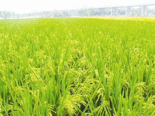 金粳818稻种多少钱一斤_金粳818价格_南粳9108稻种1斤多少钱