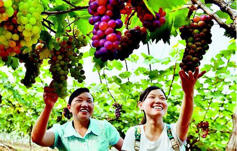 宜都：葡萄熟了乡村游火了