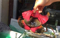 螃蟹穿绳子&ldquo;马甲&rdquo;