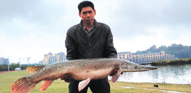 男子在湖裏釣上90斤“淡水魚殺手” 含有劇毒