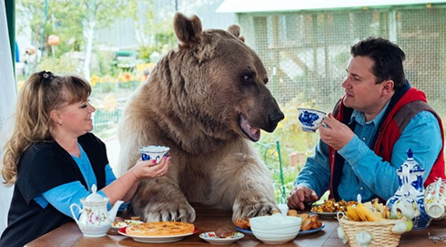 俄羅斯夫婦和23歲大熊同桌進餐