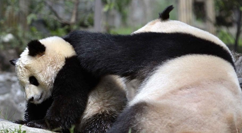 大熊貓“姚曼”強制給幼仔洗澡 熊貓寶寶一臉不情願