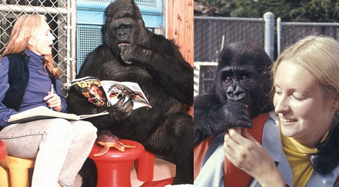 大猩猩與訓練員相處40年 學會數千個英語單詞