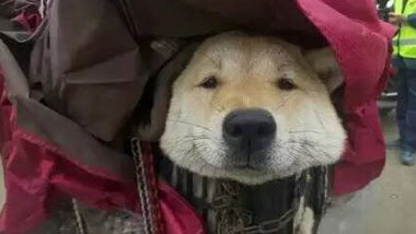 汪星人火了：好挤！但保持微笑