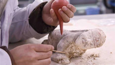 四川发现北宋正二品官员家族墓