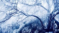 贵州梵净山现雾凇美景 宛如仙境