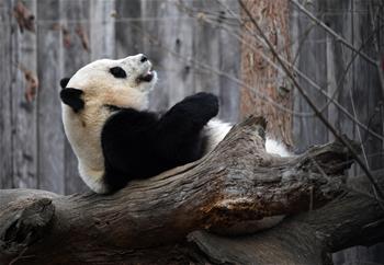 一周看天下：&ldquo;寶寶&rdquo;回國