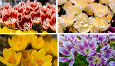 百花争艳校园春