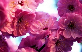 千亩桃花迎春盛放