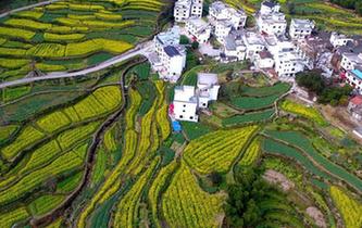 壯觀！航拍江西婺源梯田&ldquo;油菜花海&rdquo;