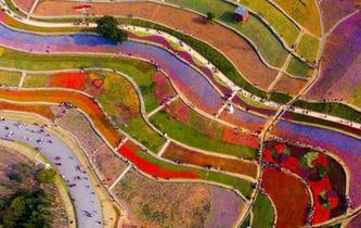 航拍江西新余植物園鬱金香花海
