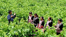 雲南瀾滄：拉祜族山寨舊貌換新顏