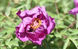 甘肅黃土高原近百畝牡丹競相綻放 遊人賞花遊園