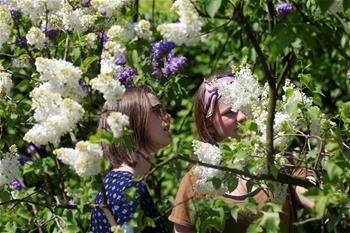 紫丁香花園花盛開