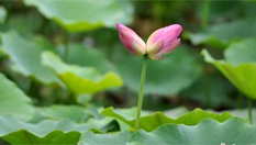 福州茶亭公園現罕見並蒂蓮