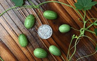 &ldquo;拇指西瓜&rdquo;