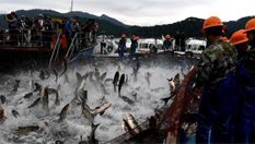 浙江千島湖再現&ldquo;巨網捕魚&rdquo; 萬魚起躍堪稱盛景