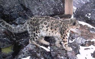 四川臥龍雪豹數量超9只