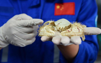 &ldquo;發現&rdquo;號在南海採集到大量冷泉生物