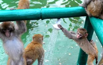 河南濟源酷暑難耐 上百野生獼猴扎堆衝涼