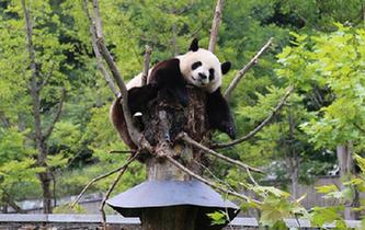 九寨溝地震後臥龍大熊貓安然無恙