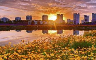 甘肅金昌秋日花海風光旖旎