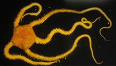 科普：&ldquo;科學&rdquo;號上的深海&ldquo;稀客&rdquo;