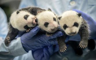 廈門會晤│五圖話&ldquo;金磚&rdquo; 動物總動員