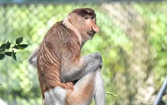 中国首次引进濒危物种大鼻猴