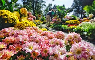 北京：又到金秋賞菊時節