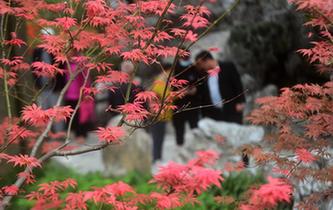 &ldquo;楓&rdquo;景醉遊人