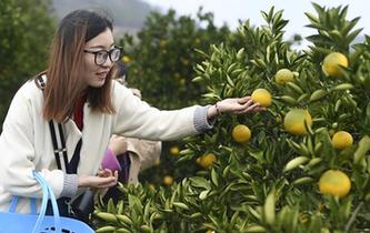 浙江：常山胡柚進入採摘季