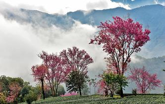 雲南南澗：冬日櫻花醉遊人