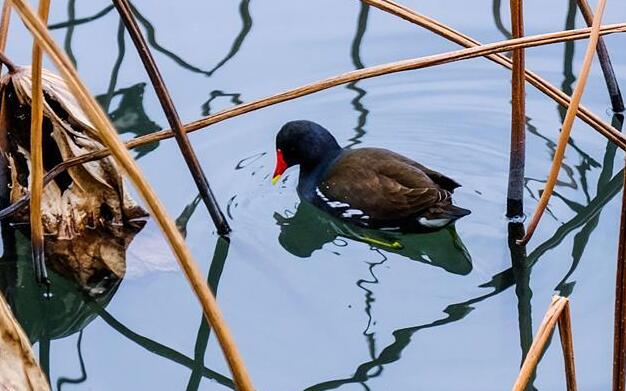 冬日西湖呈現&ldquo;多彩畫卷&rdquo;
