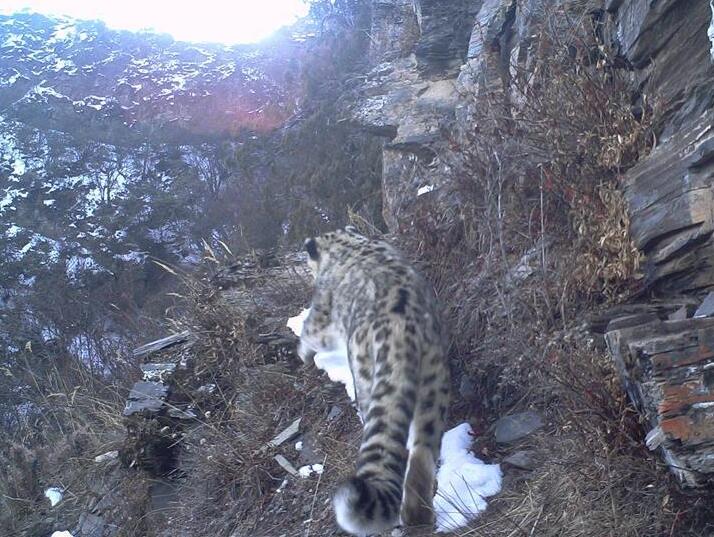 西藏昌都怒江河谷拍攝到健康雪豹種群