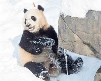 熊貓“戲”雪