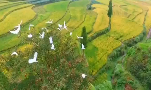 第三集 生态宜居