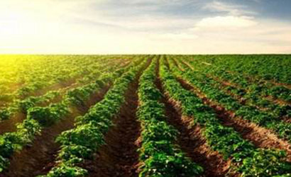 到2020年主要农作物化肥使用量、农药使用总量实现零增长