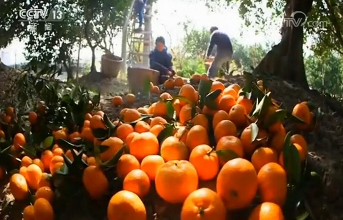 《乡村振兴战略大家谈》