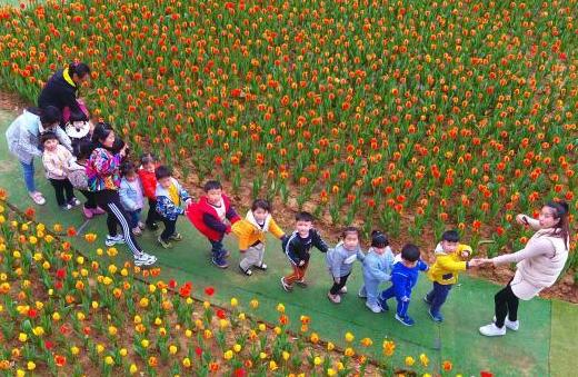 江西九江20余萬株鬱金香迎春鬥艷 吸引遊客參觀