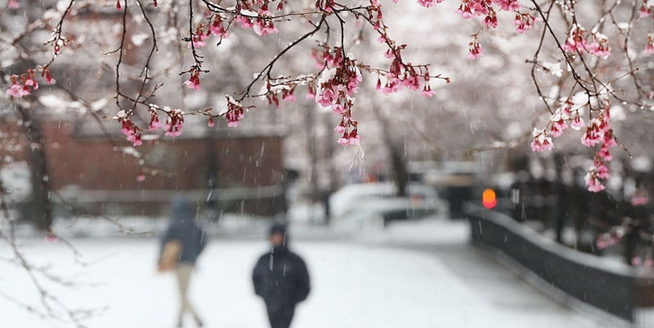 美国遭遇春季暴风雪 鲜花雪中绽放