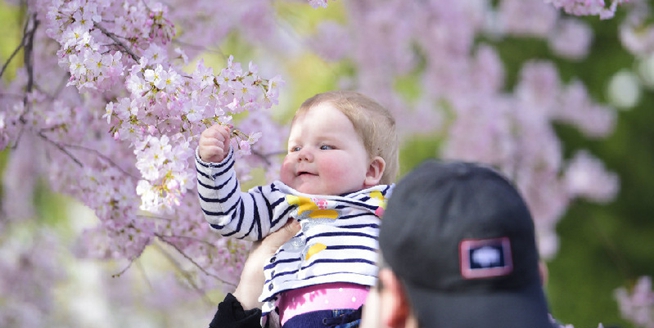 美國華盛頓迎來浪漫櫻花季 小萌娃賞櫻一臉陶醉
