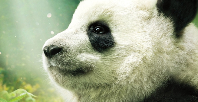 一起来吸熊猫 首部IMAX大熊猫纪录片登陆北美